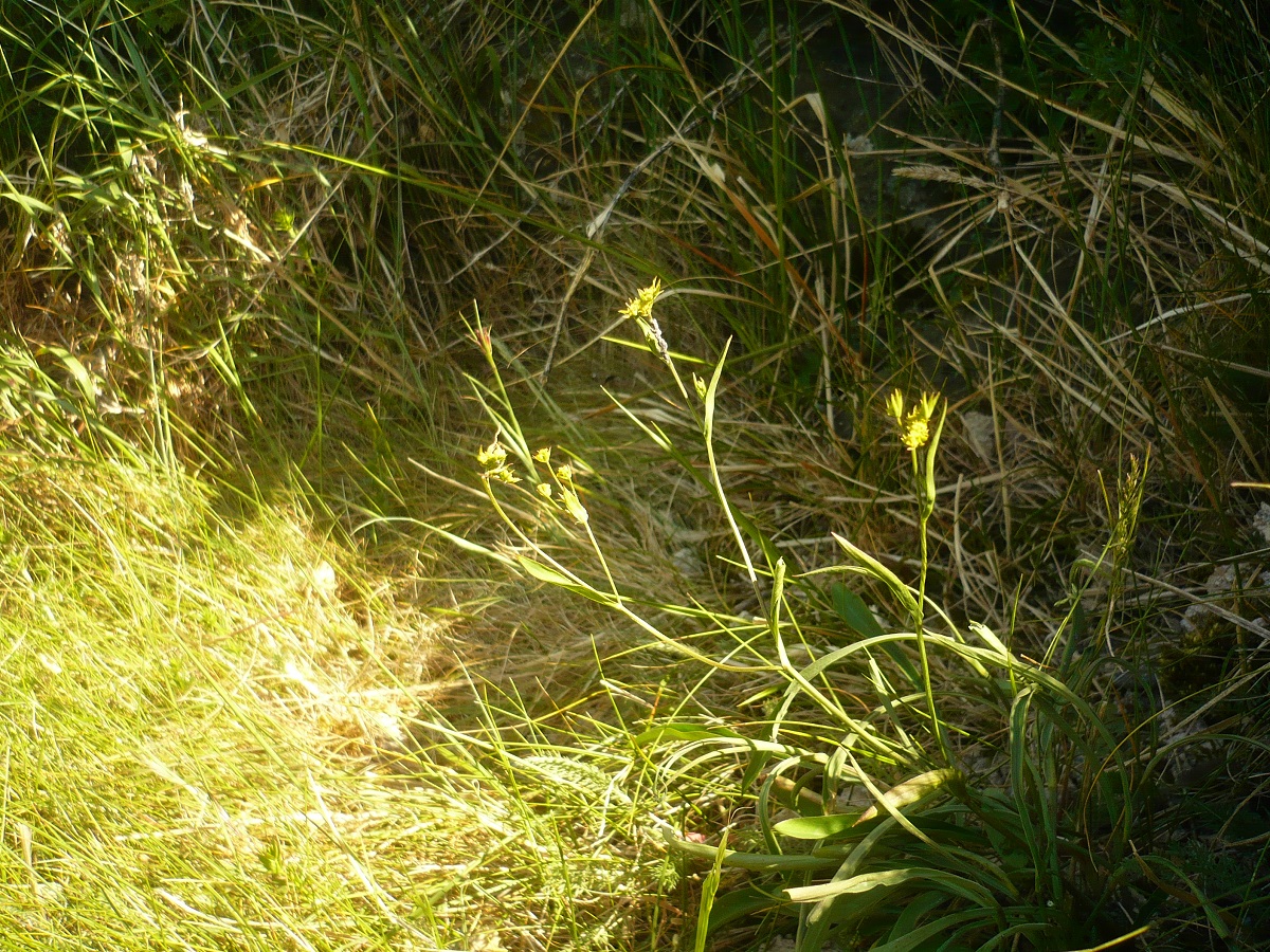 Bupleurum baldense (Apiaceae)